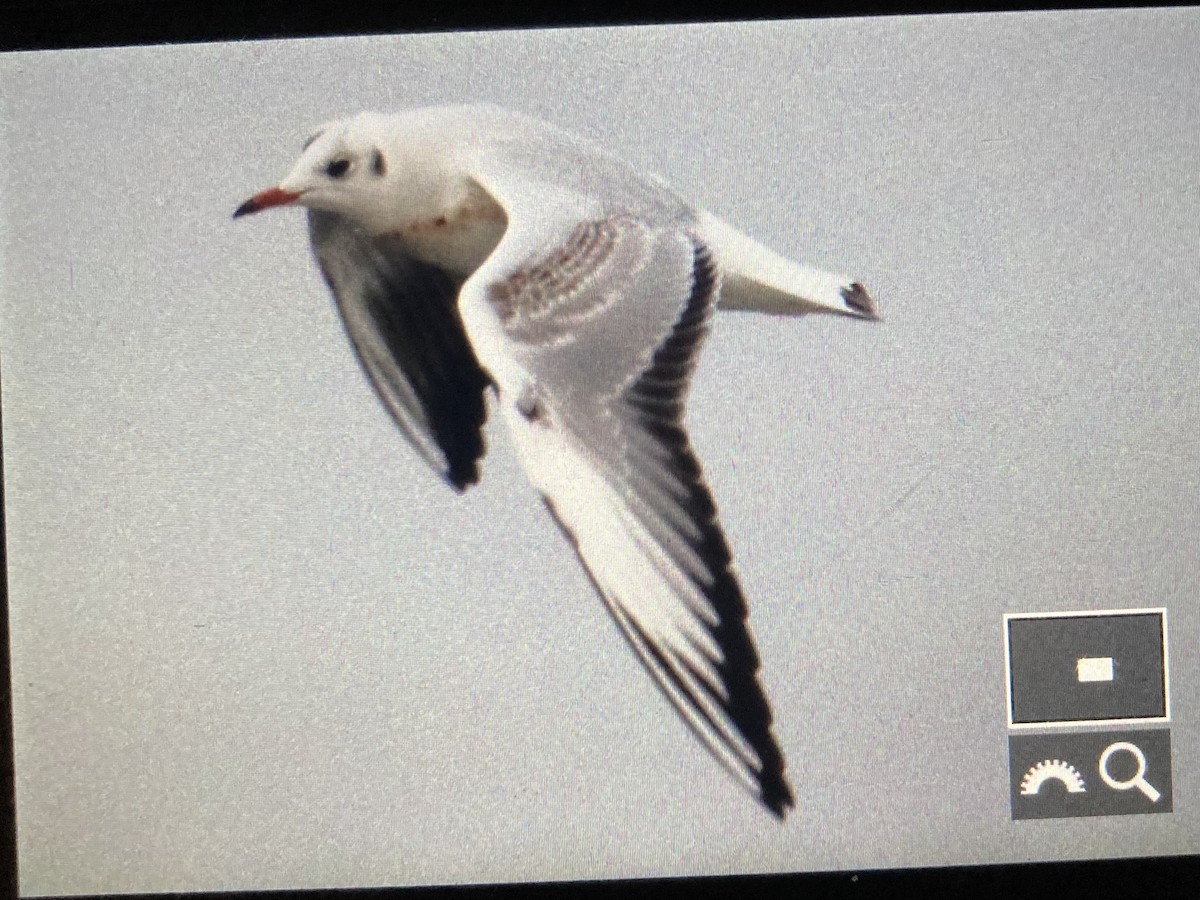 Black-headed Gull - Andy Sanford