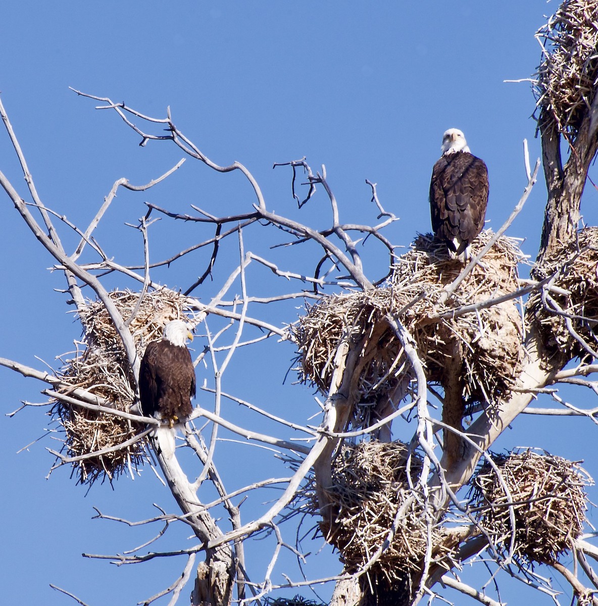 Bald Eagle - ML614952582