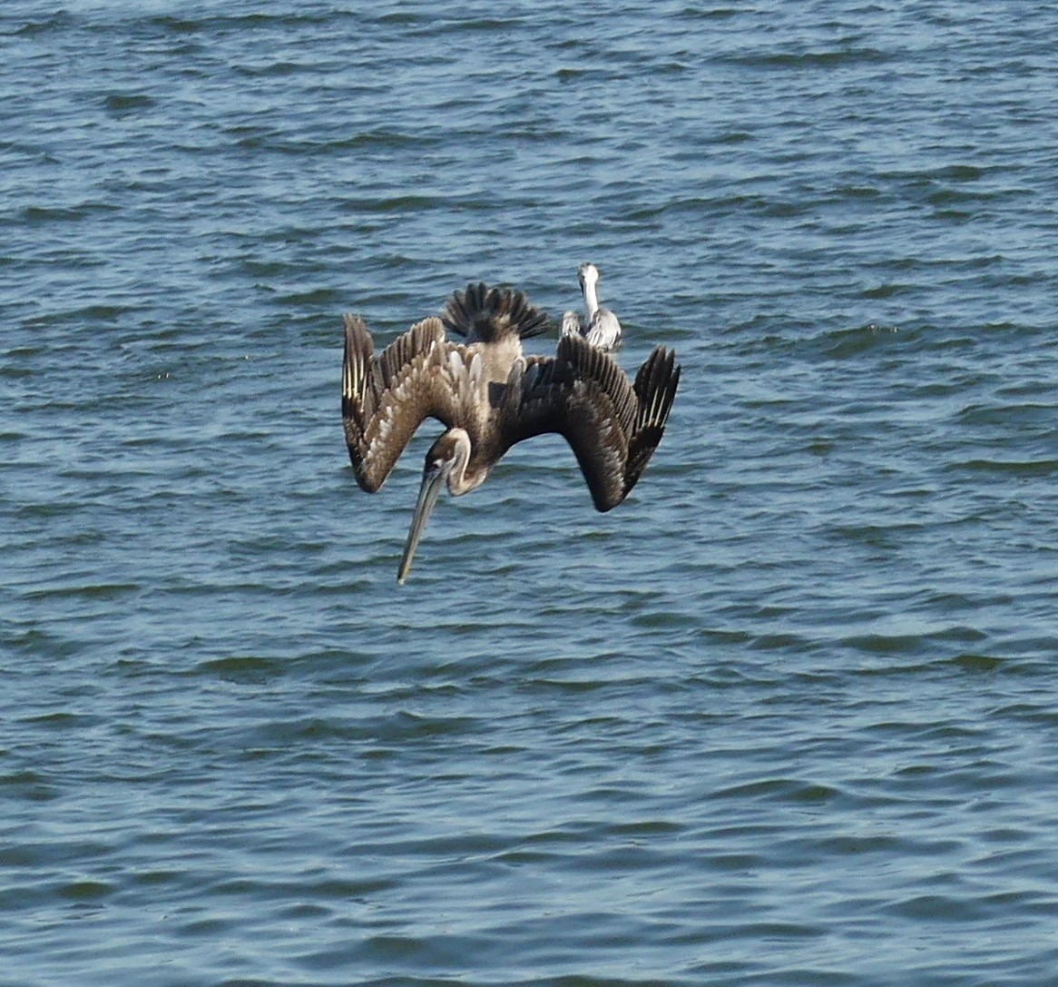 Brown Pelican - ML614952709