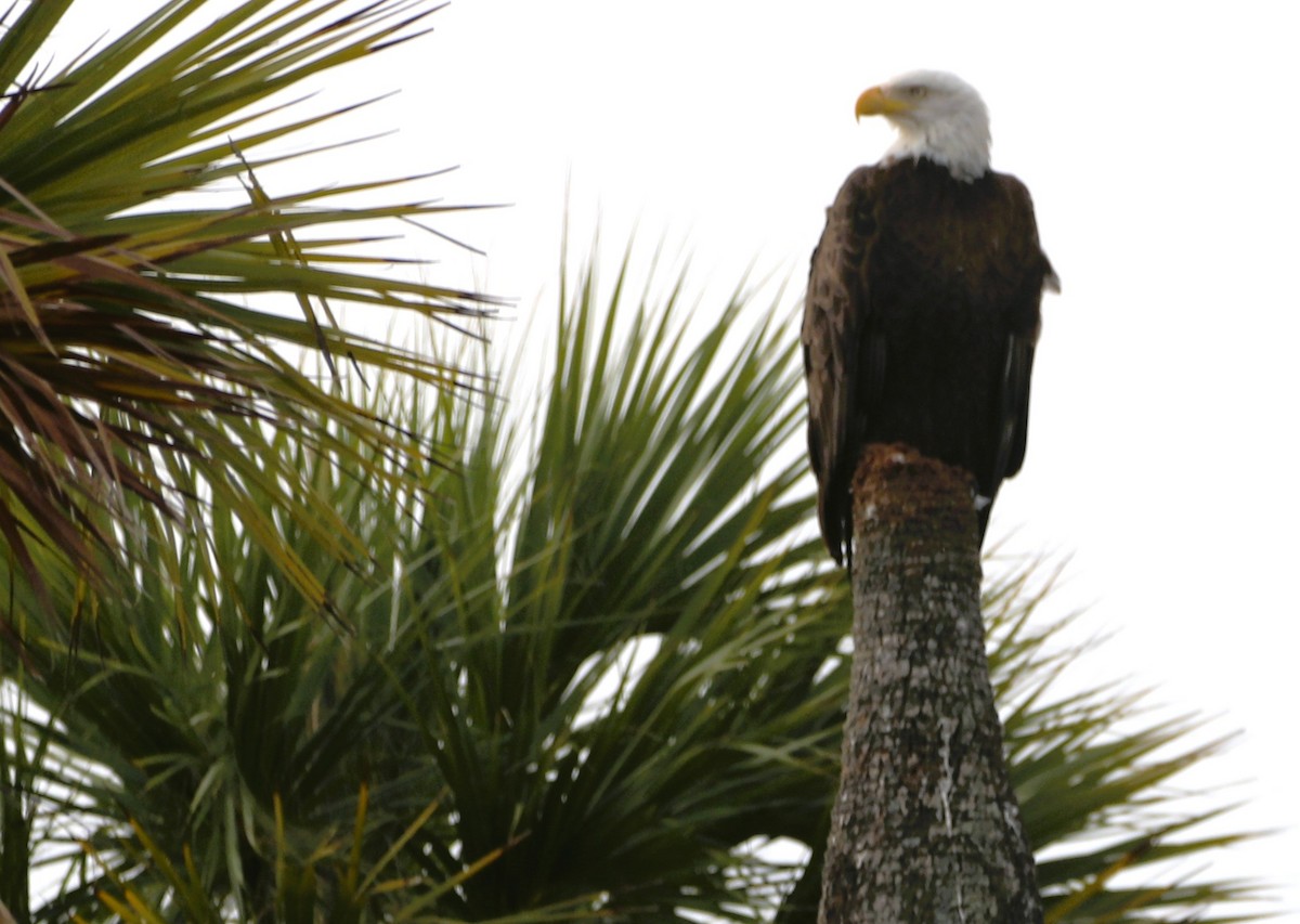 Bald Eagle - ML614952711