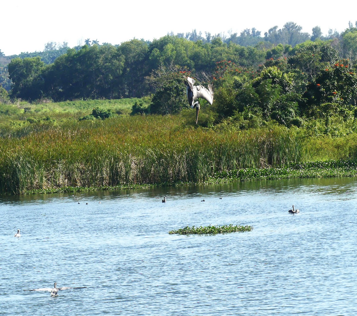 Brown Pelican - ML614952720