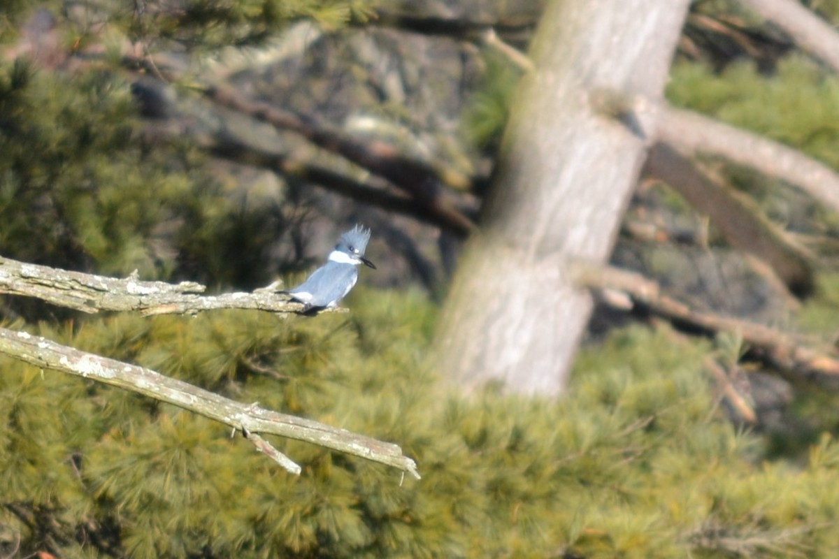 Belted Kingfisher - ML614952756