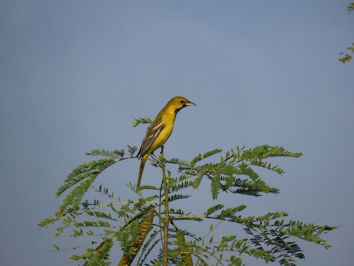 Orchard Oriole - ML614952761