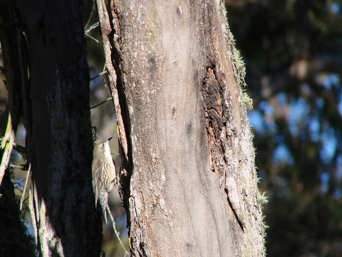 White-throated Treecreeper - Andrew Bishop