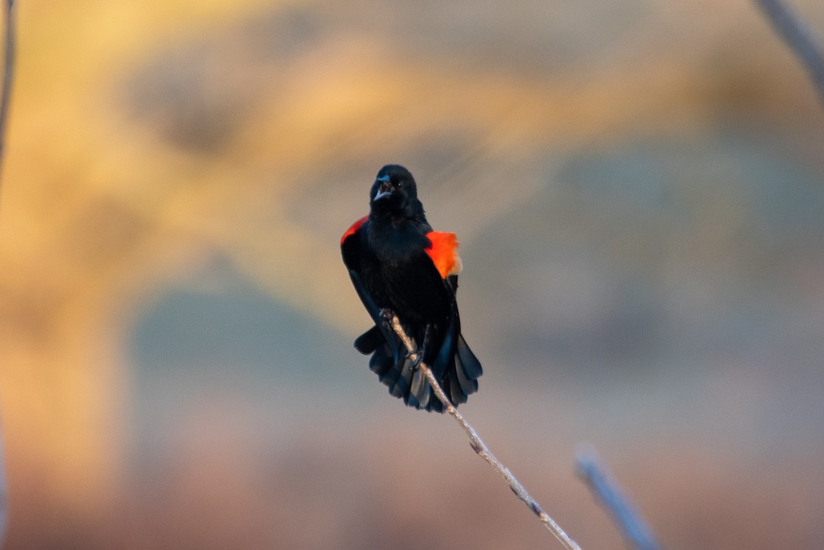 Red-winged Blackbird - Yixiao Liu