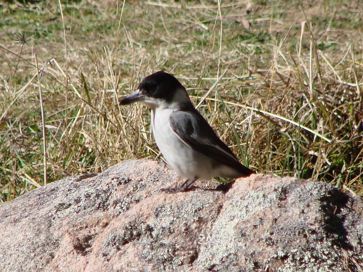 Gray Butcherbird - Andrew Bishop