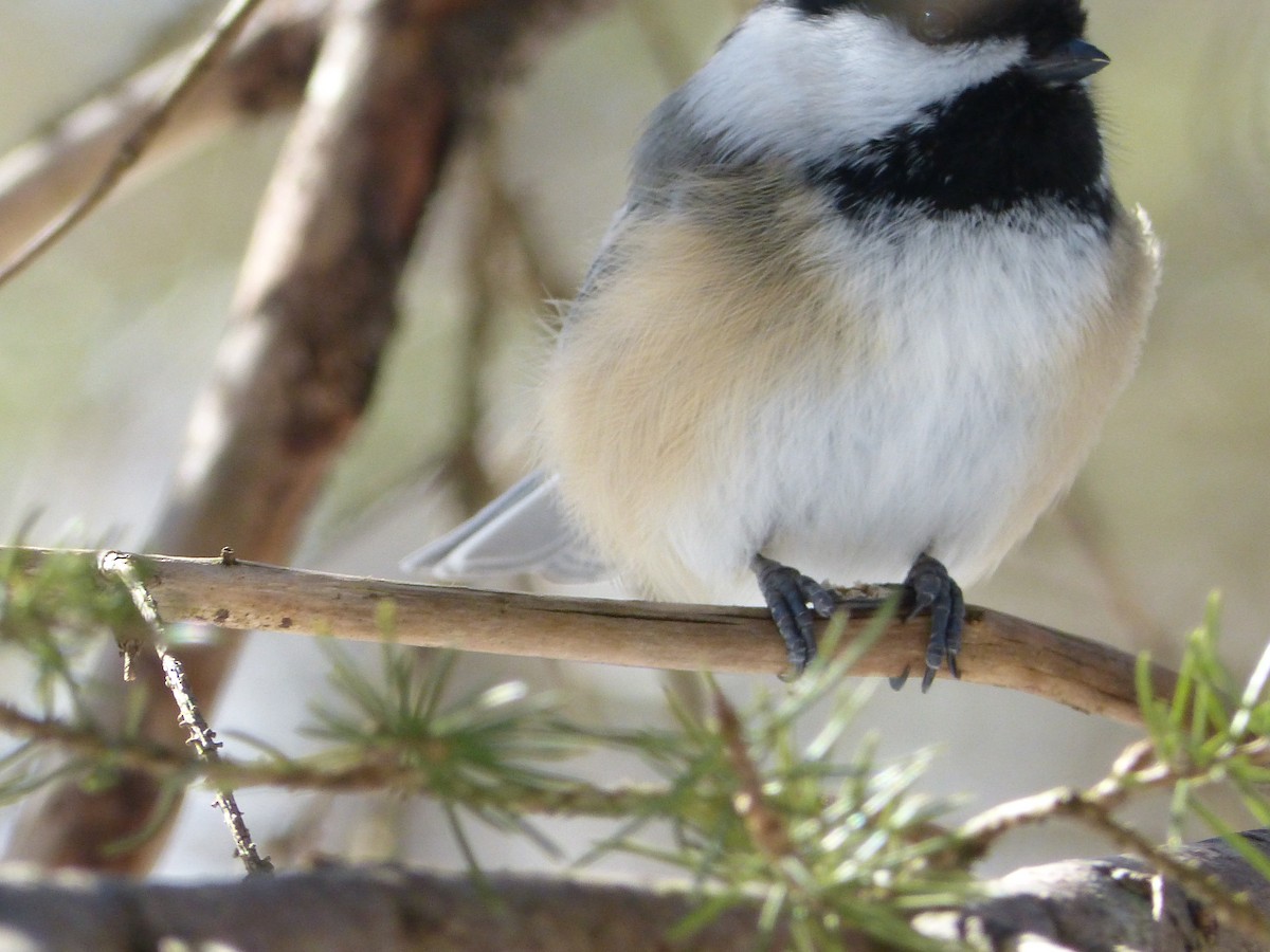 Black-capped Chickadee - ML614952860