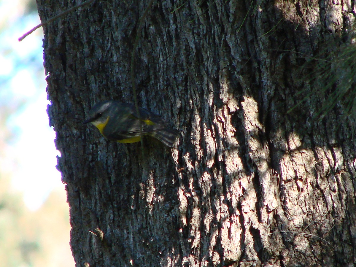 Eastern Yellow Robin - Andrew Bishop