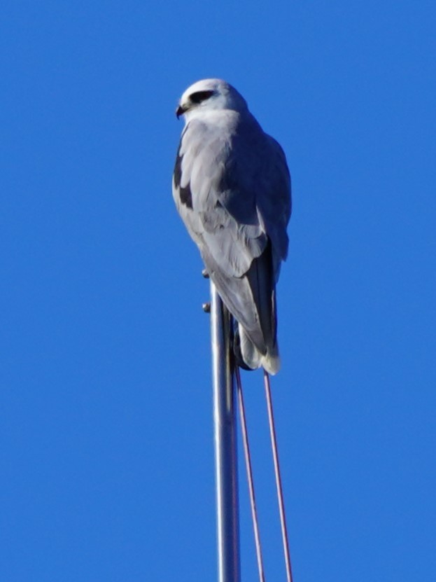 White-tailed Kite - ML614952888