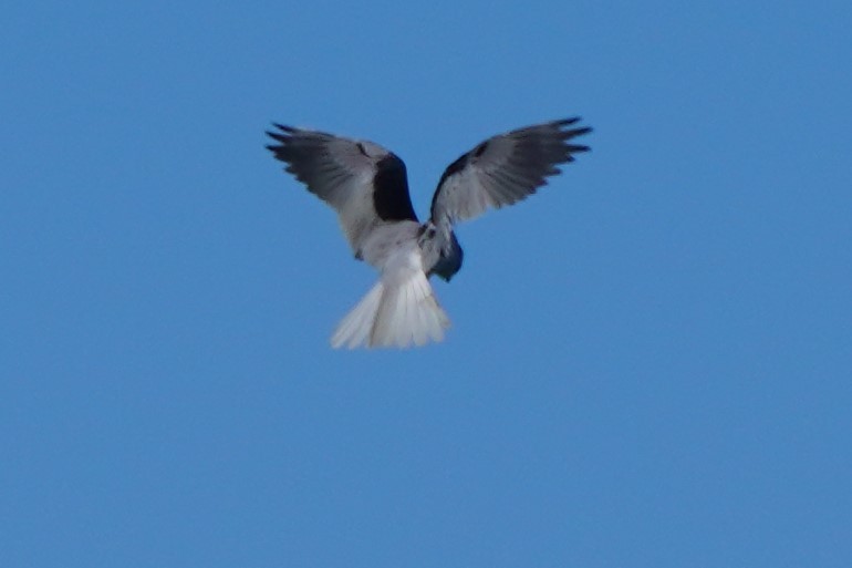 White-tailed Kite - ML614952897