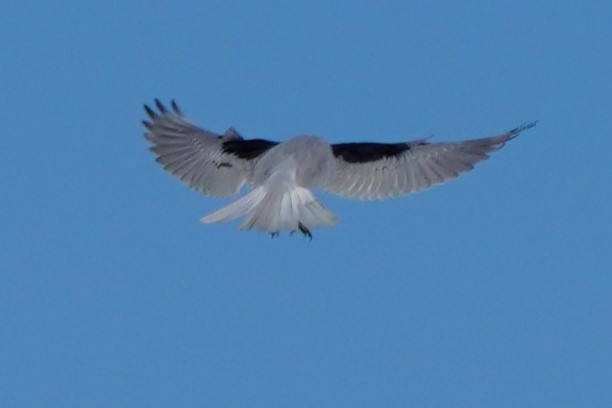 White-tailed Kite - ML614952908