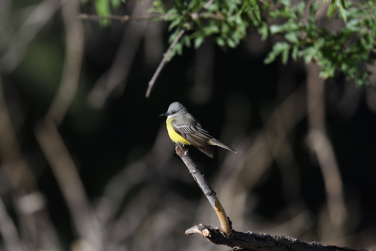 Tropical Kingbird - ML614952931