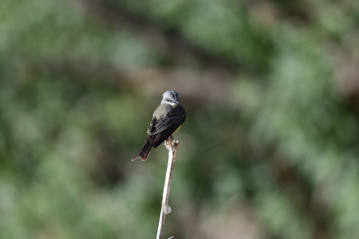 Tropical Kingbird - ML614952937