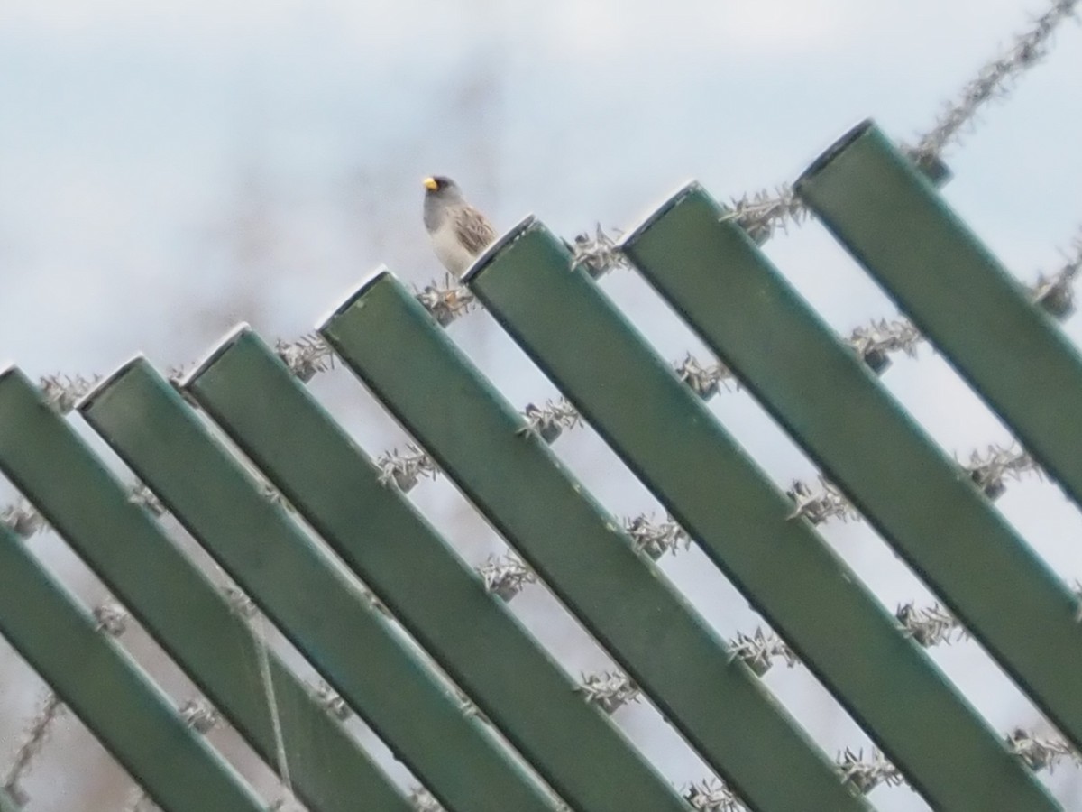 Band-tailed Sierra Finch - Bob Maddox