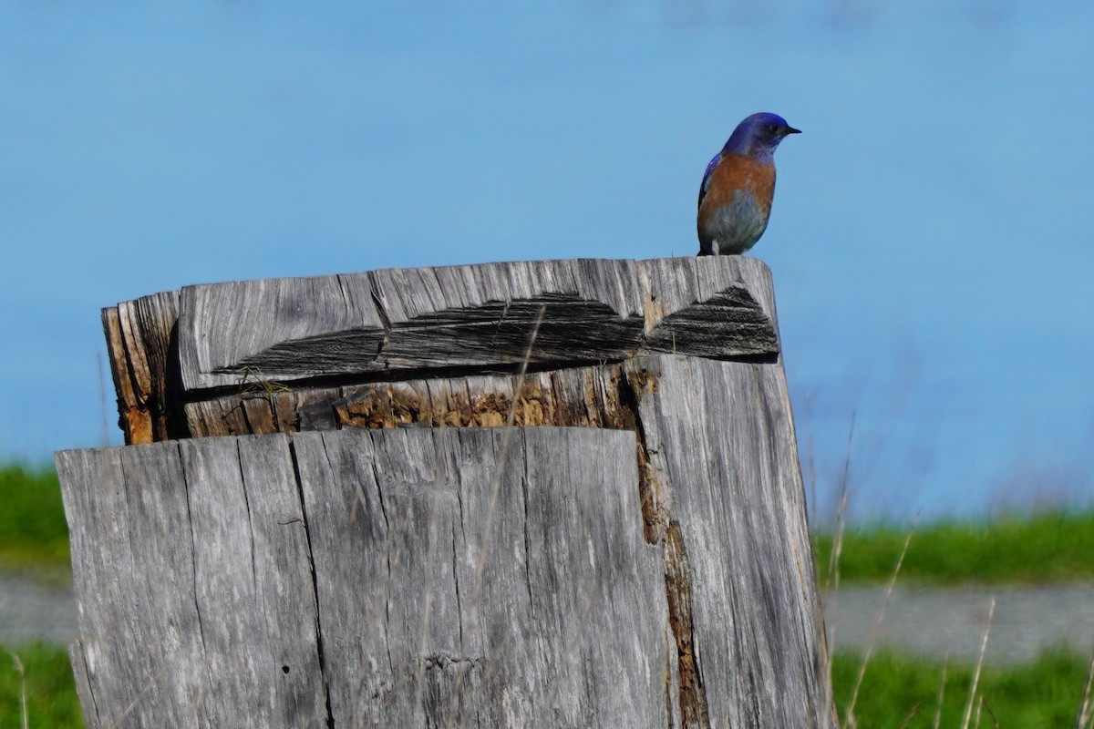 Western Bluebird - ML614952967