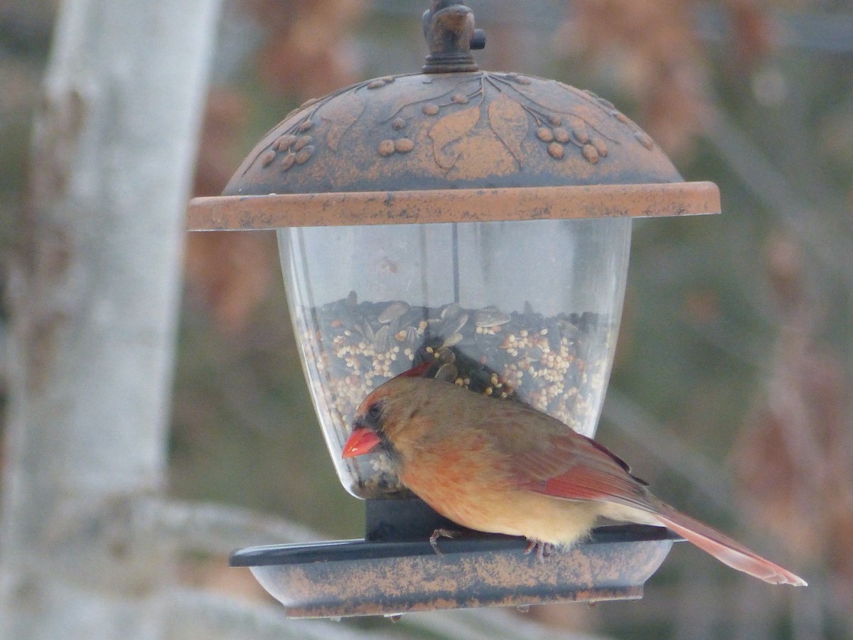 Northern Cardinal - ML614952992