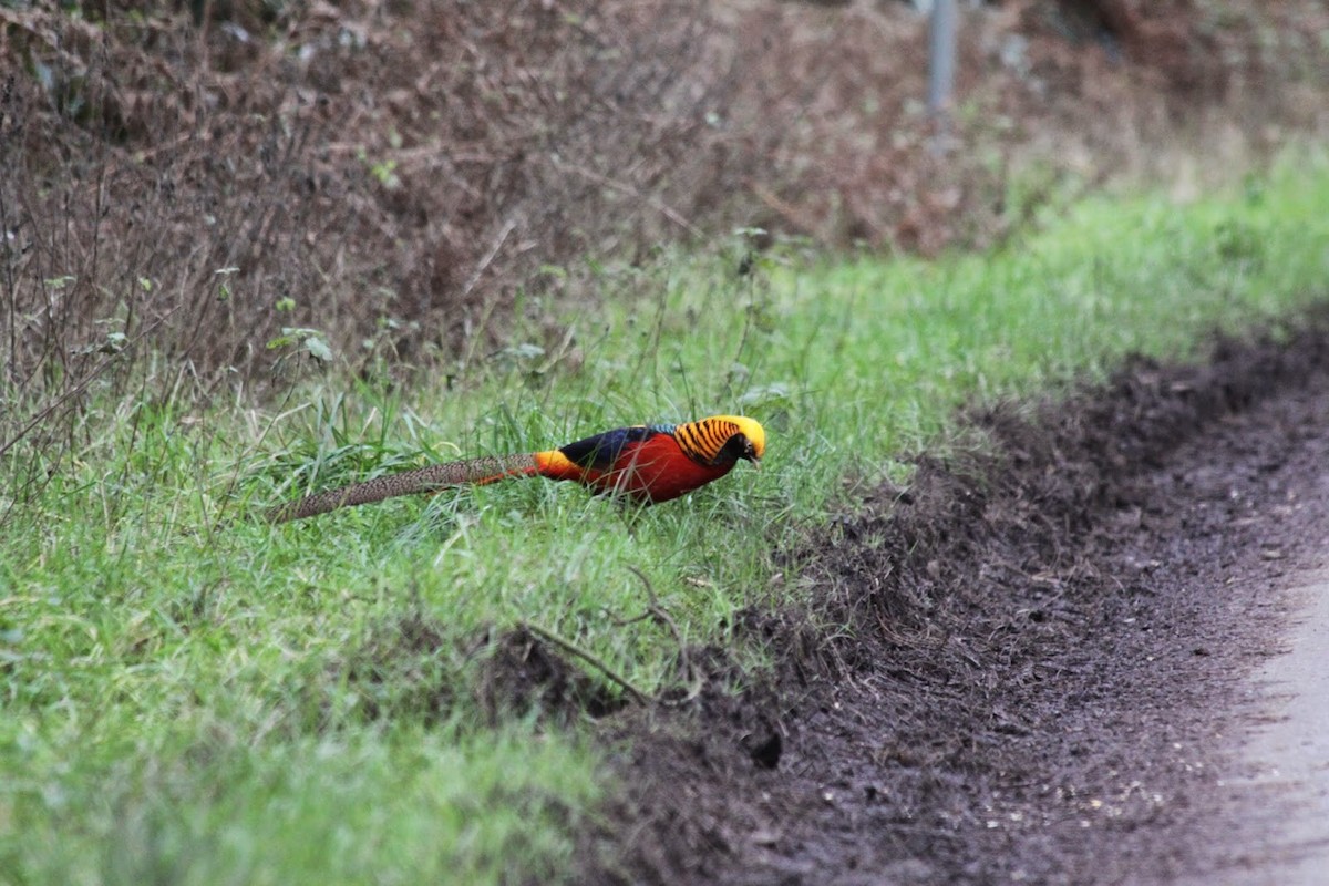 Golden Pheasant - ML614953021