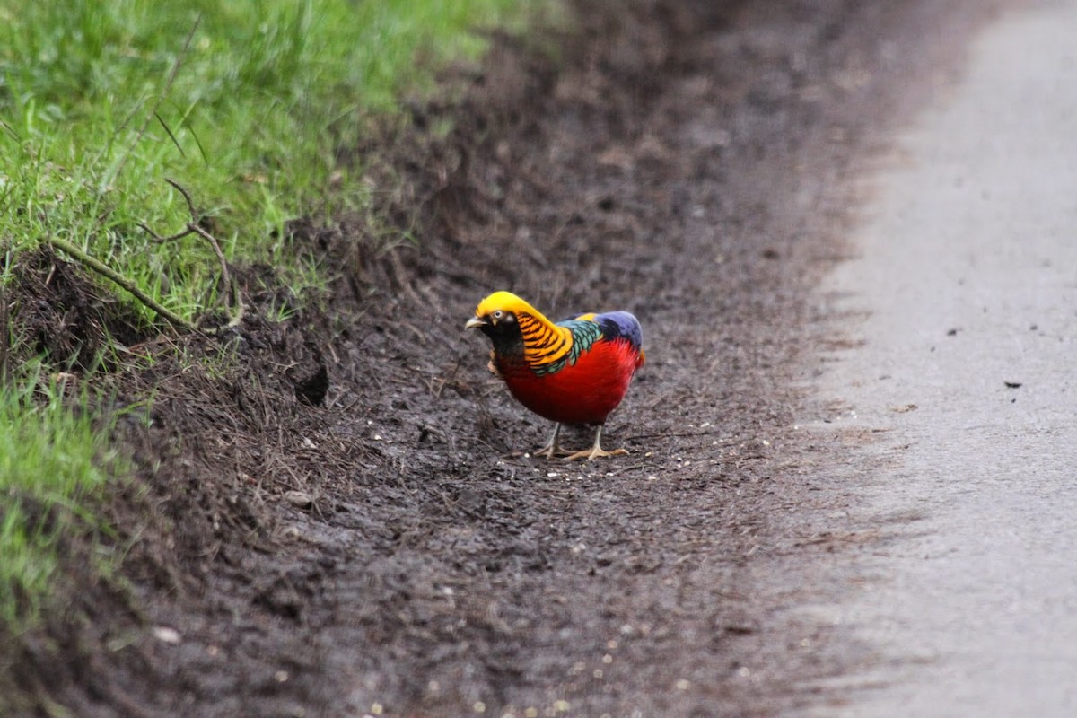 Golden Pheasant - ML614953022