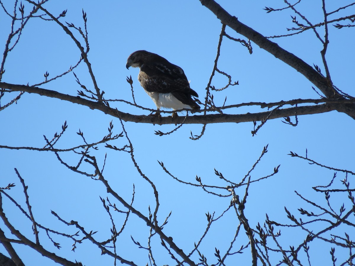 Red-tailed Hawk - ML614953058