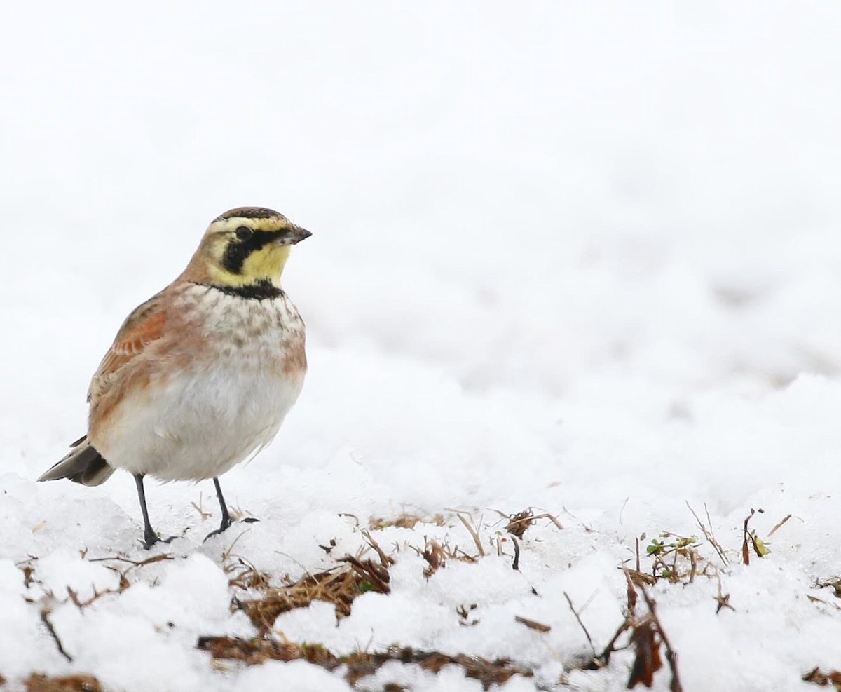 Horned Lark - Anthony V. Ciancimino