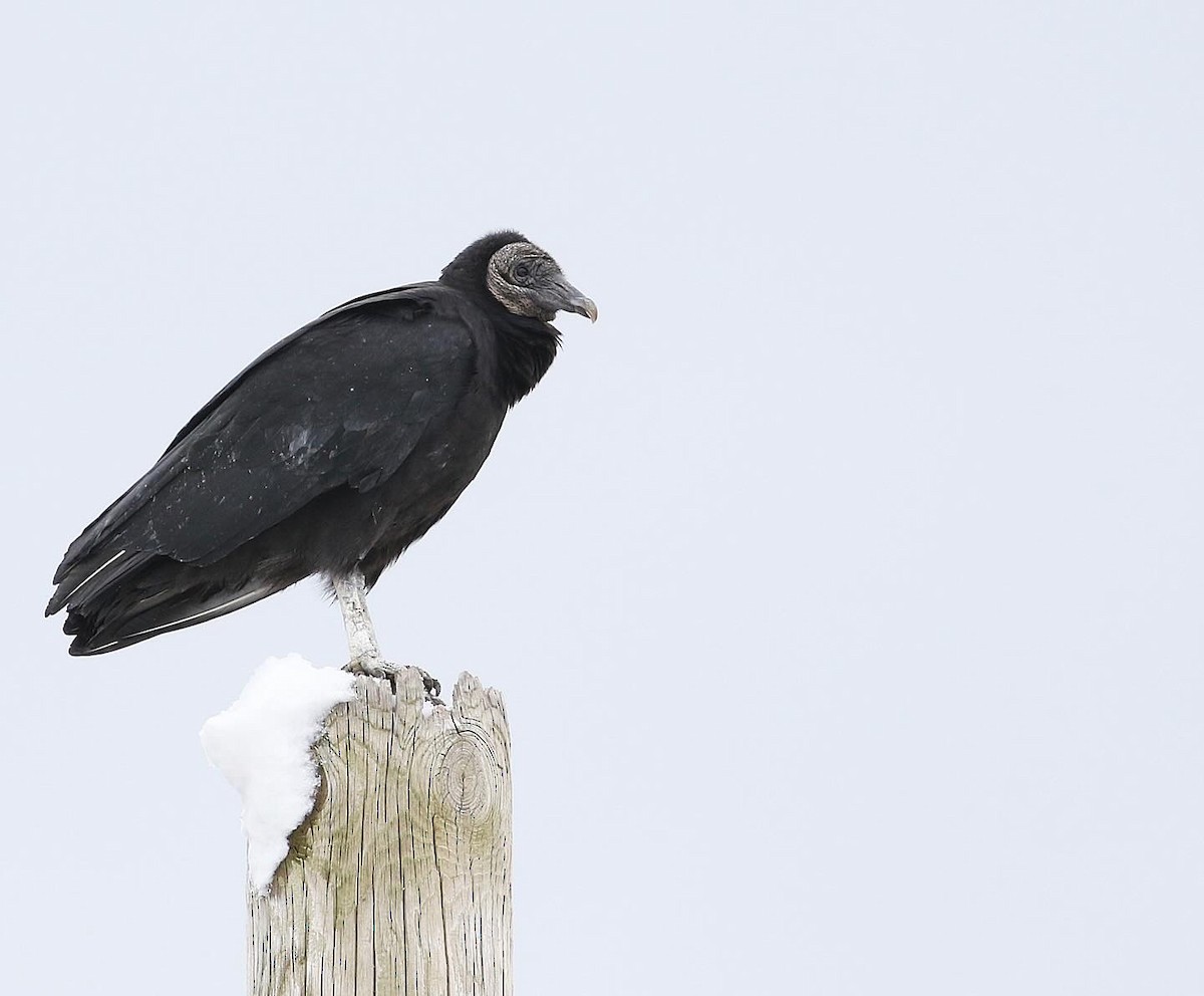 Black Vulture - ML614953080