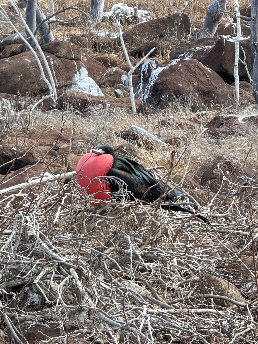 Great Frigatebird - Adam Gafni-Kane