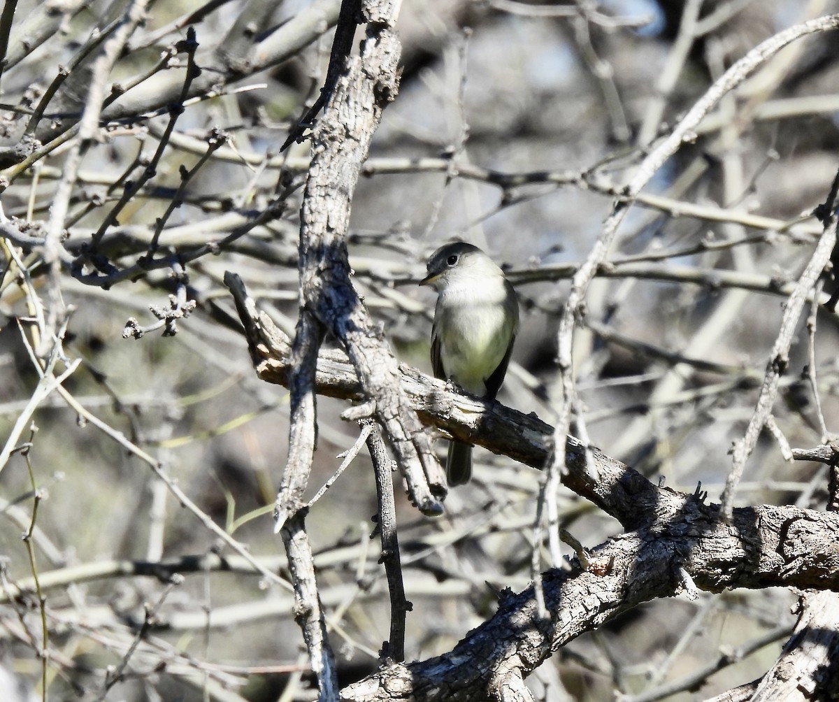 Gray Flycatcher - ML614953130