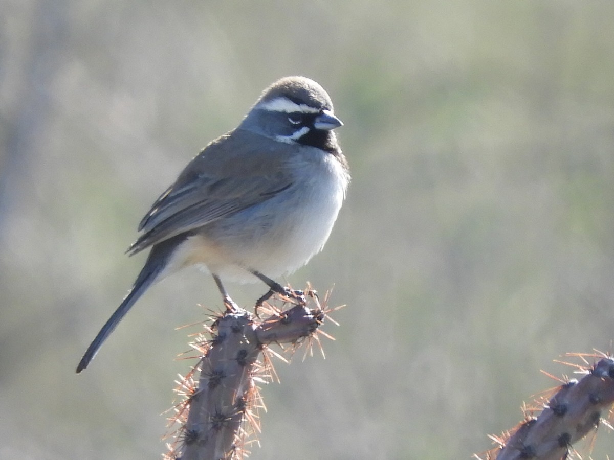 Black-throated Sparrow - Rémy Poulin