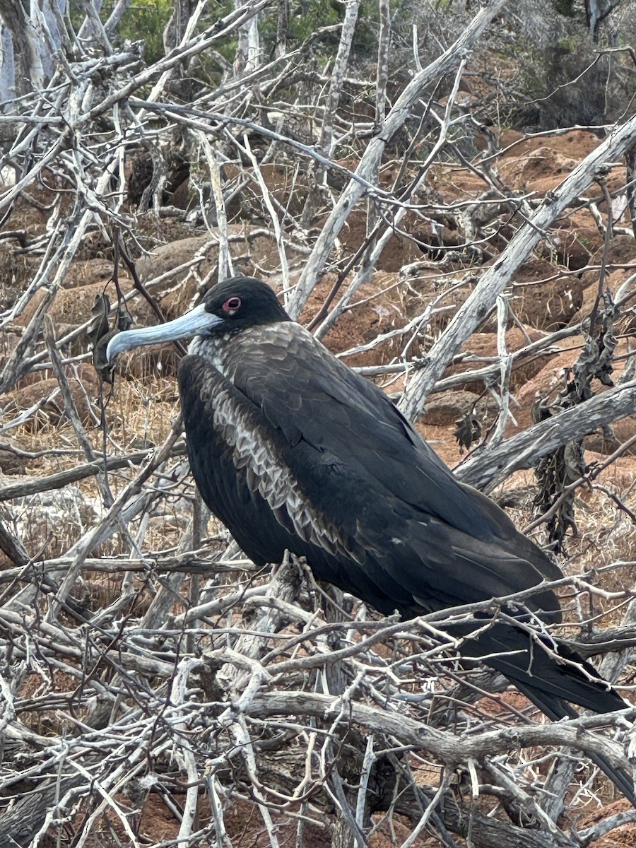 Great Frigatebird - Adam Gafni-Kane