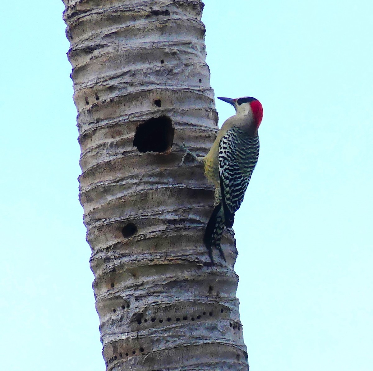 West Indian Woodpecker - Karen Chaivoe