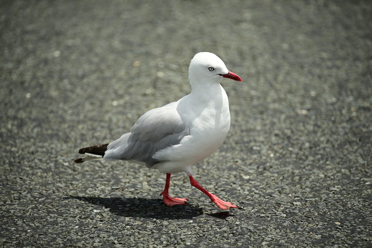 Silver Gull - Donel Jensen