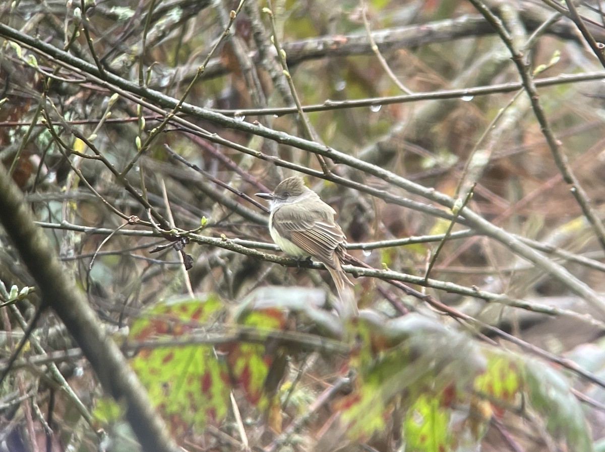 Dusky-capped Flycatcher - ML614953206