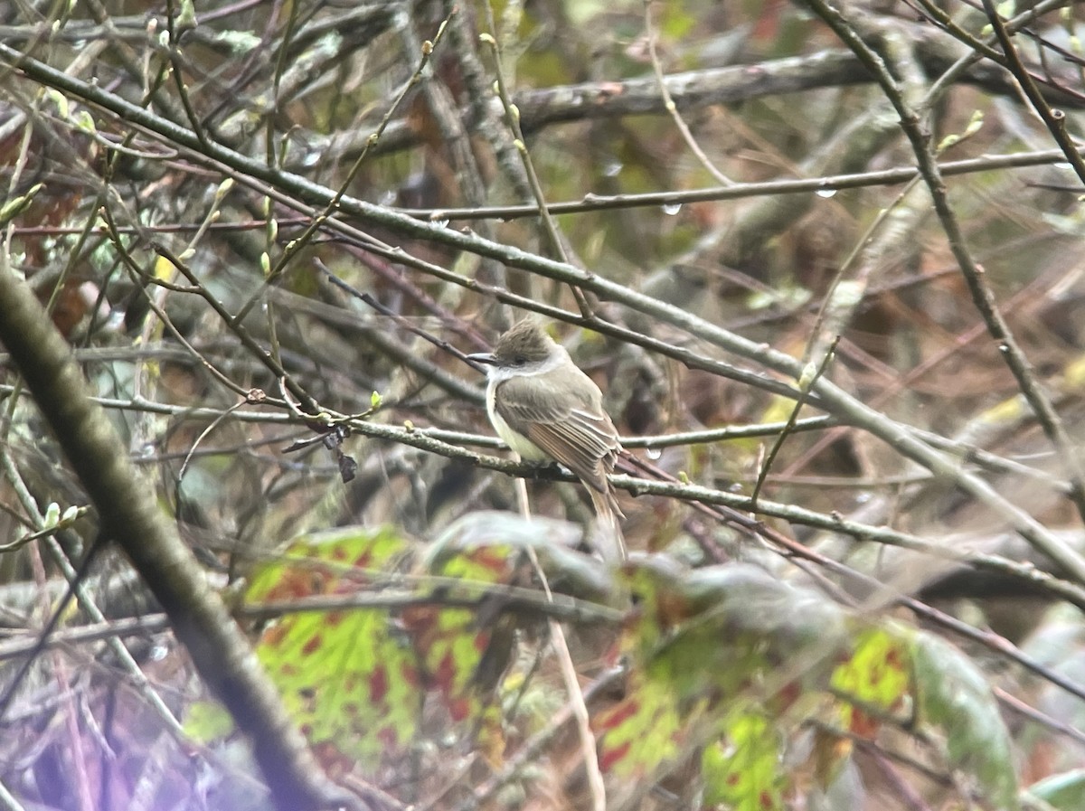 Dusky-capped Flycatcher - ML614953207