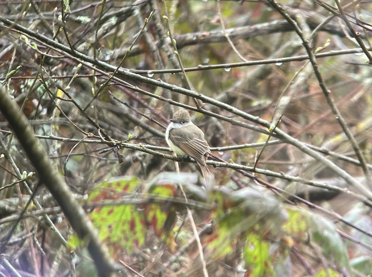 Dusky-capped Flycatcher - ML614953208