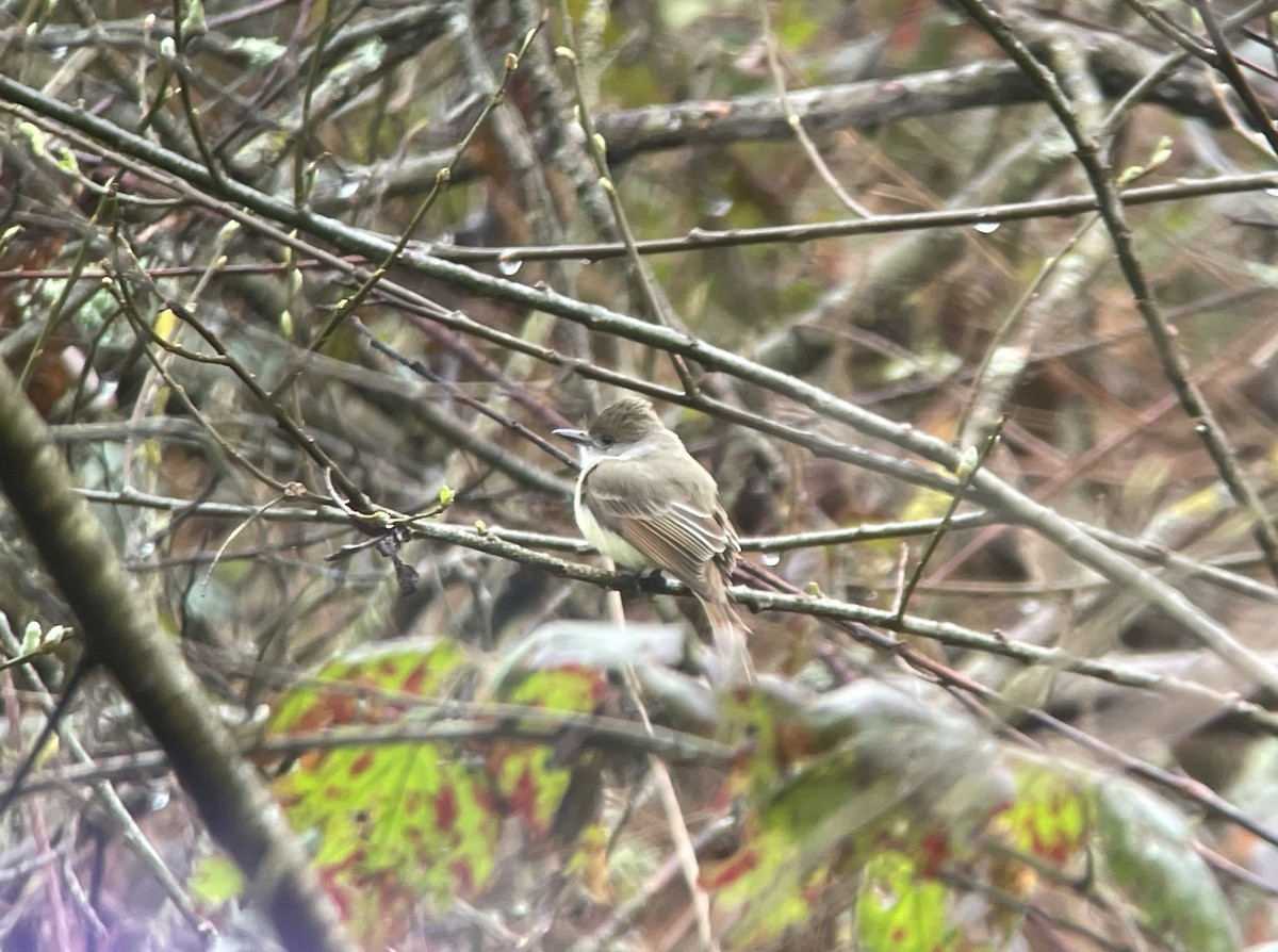 Dusky-capped Flycatcher - ML614953209