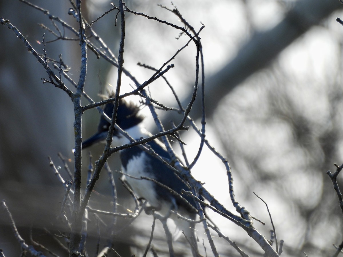 Belted Kingfisher - Rowan Gray