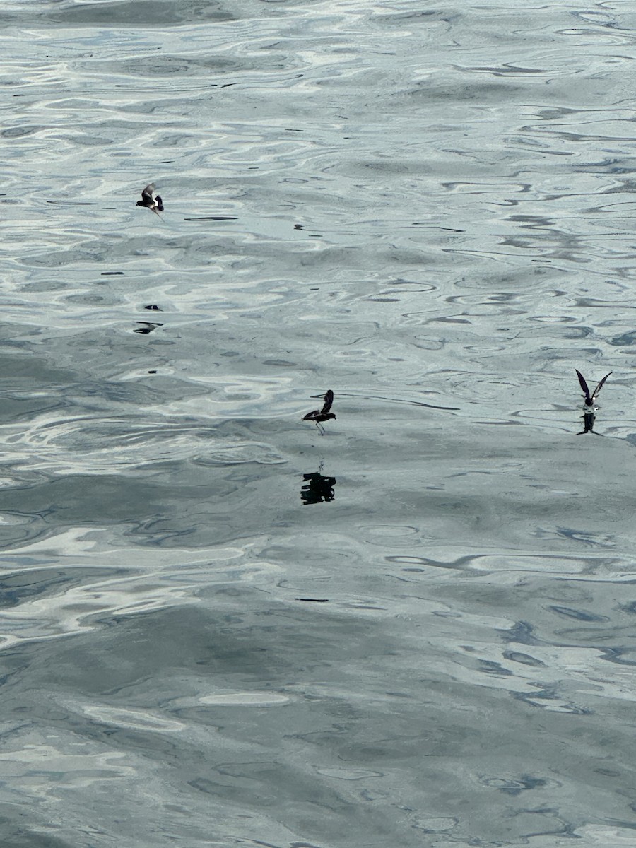 Elliot's Storm-Petrel - Adam Gafni-Kane