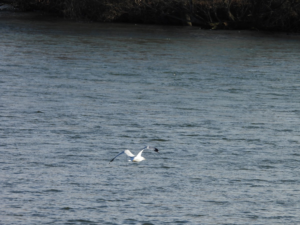 Ring-billed Gull - ML614953343