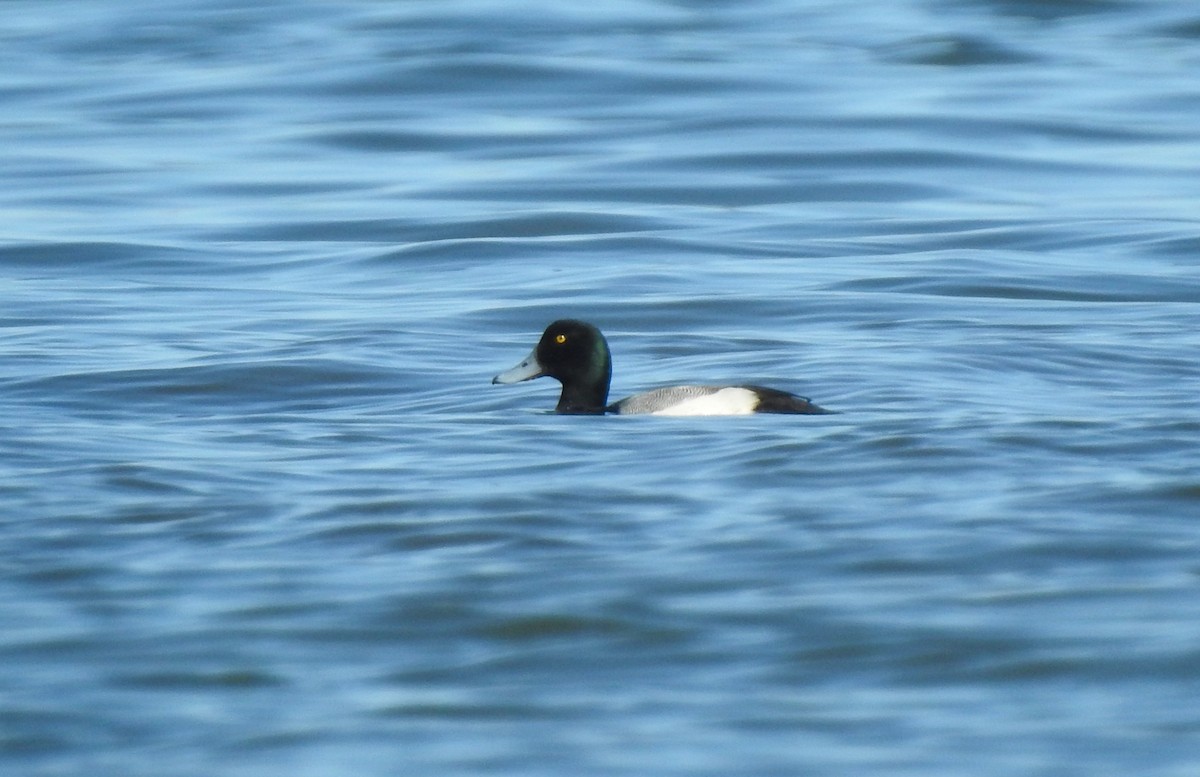 Greater Scaup - ML614953347