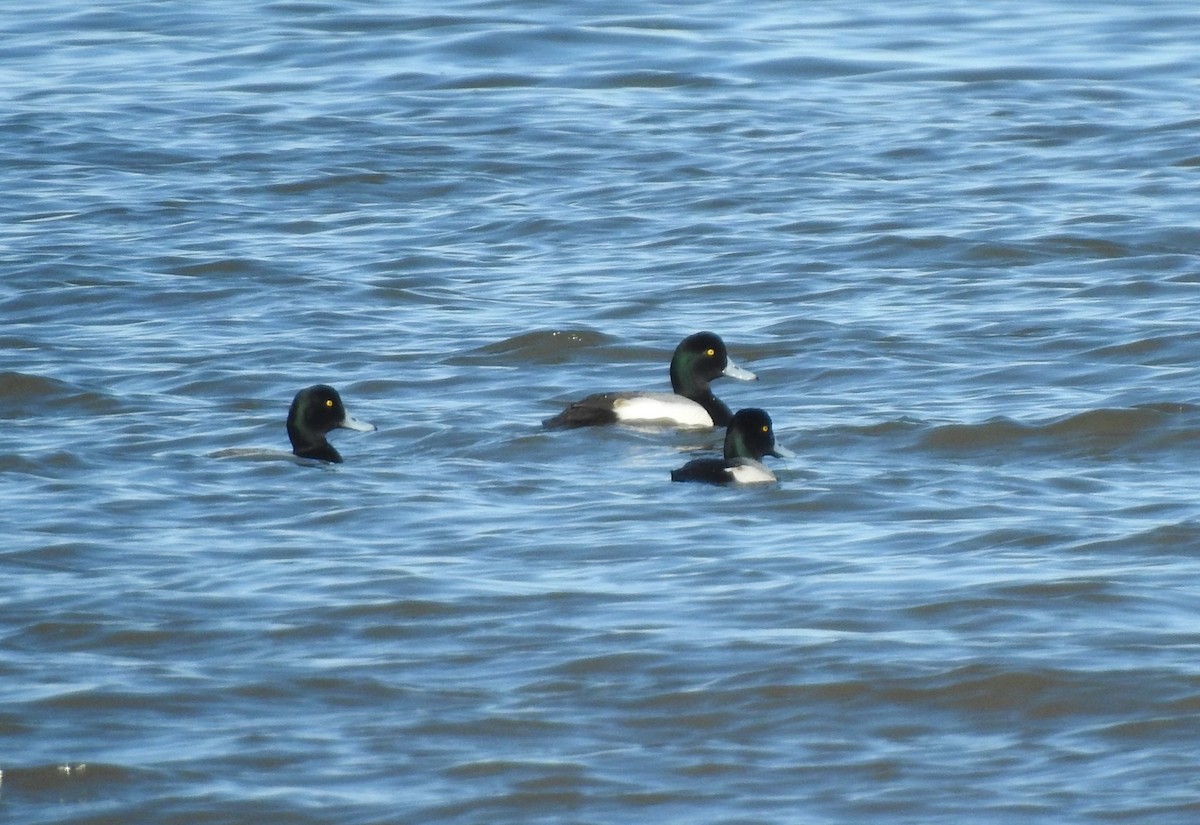 Greater Scaup - ML614953348