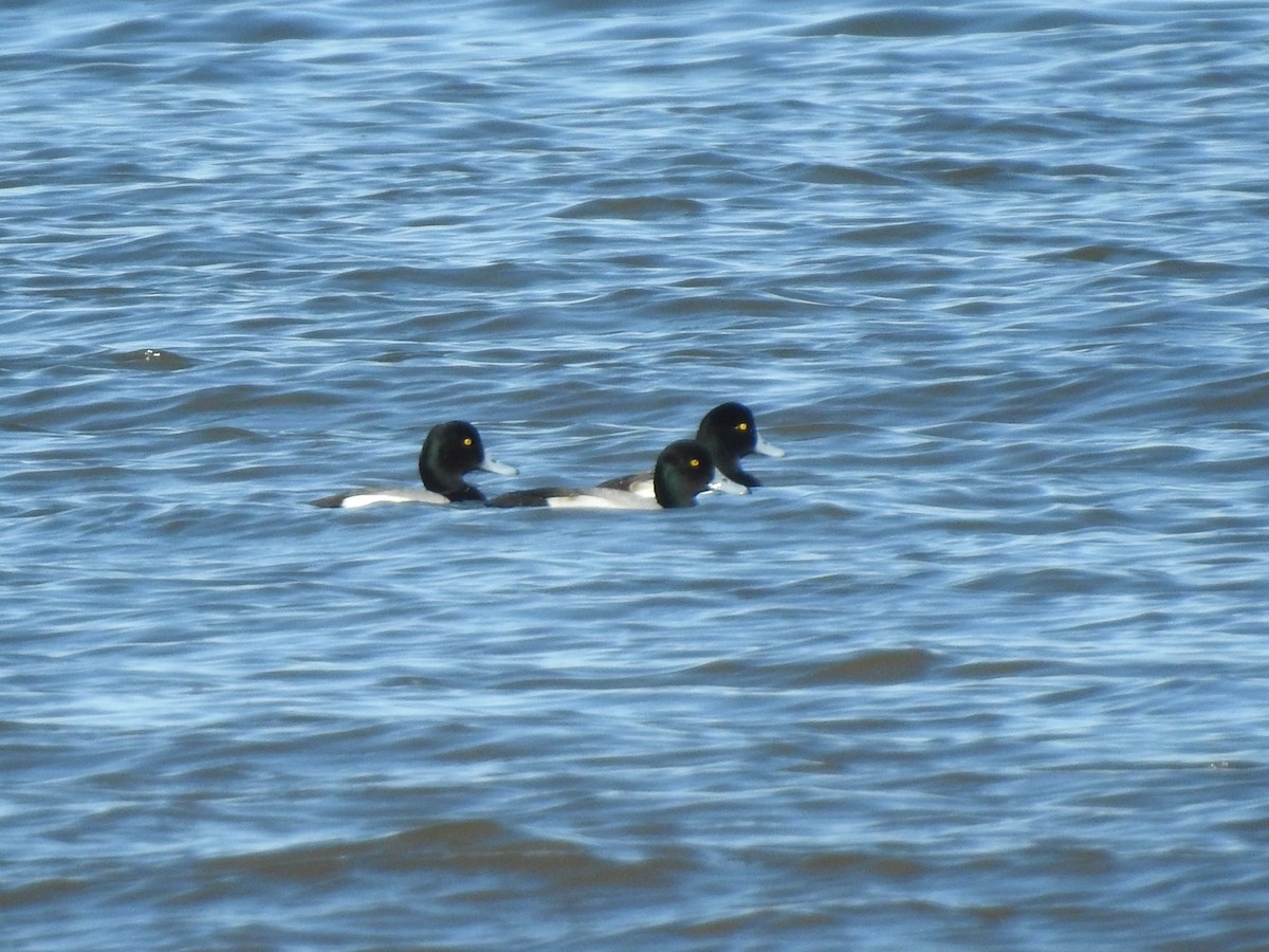 Greater Scaup - ML614953349
