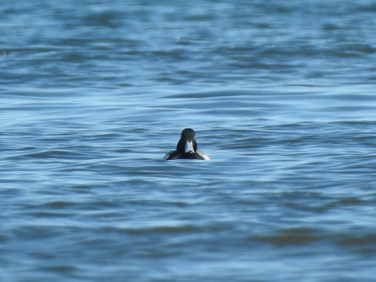 Greater Scaup - ML614953351