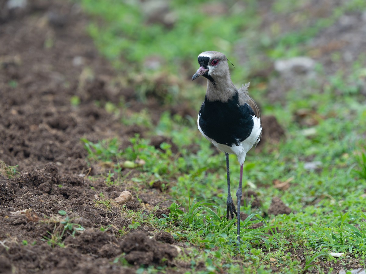 Southern Lapwing - ML614953371