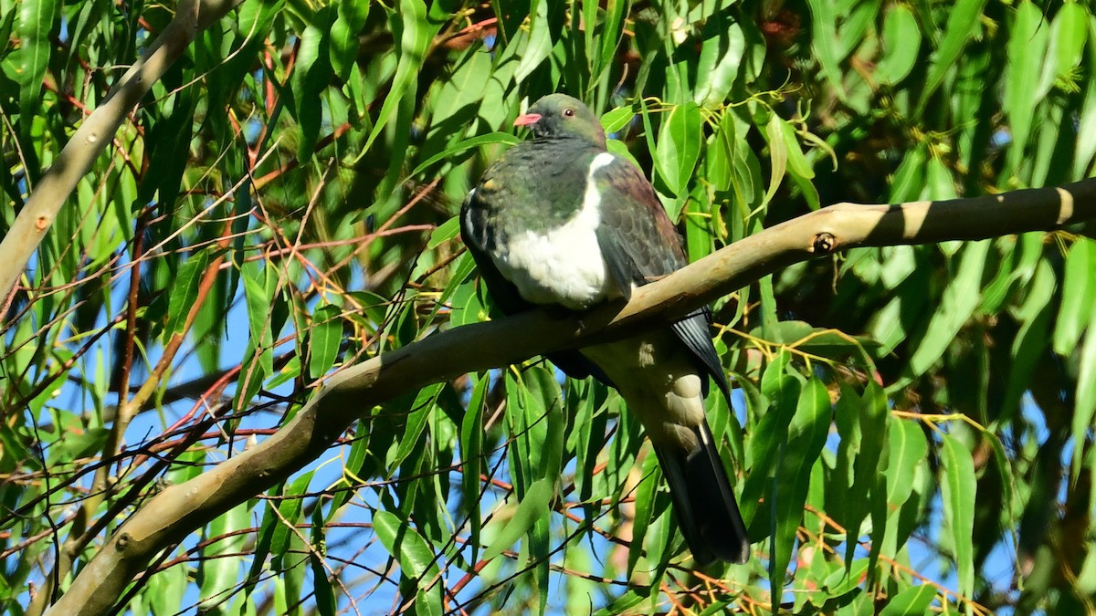 New Zealand Pigeon - Donel Jensen