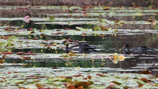 Muscovy Duck - ML614953448