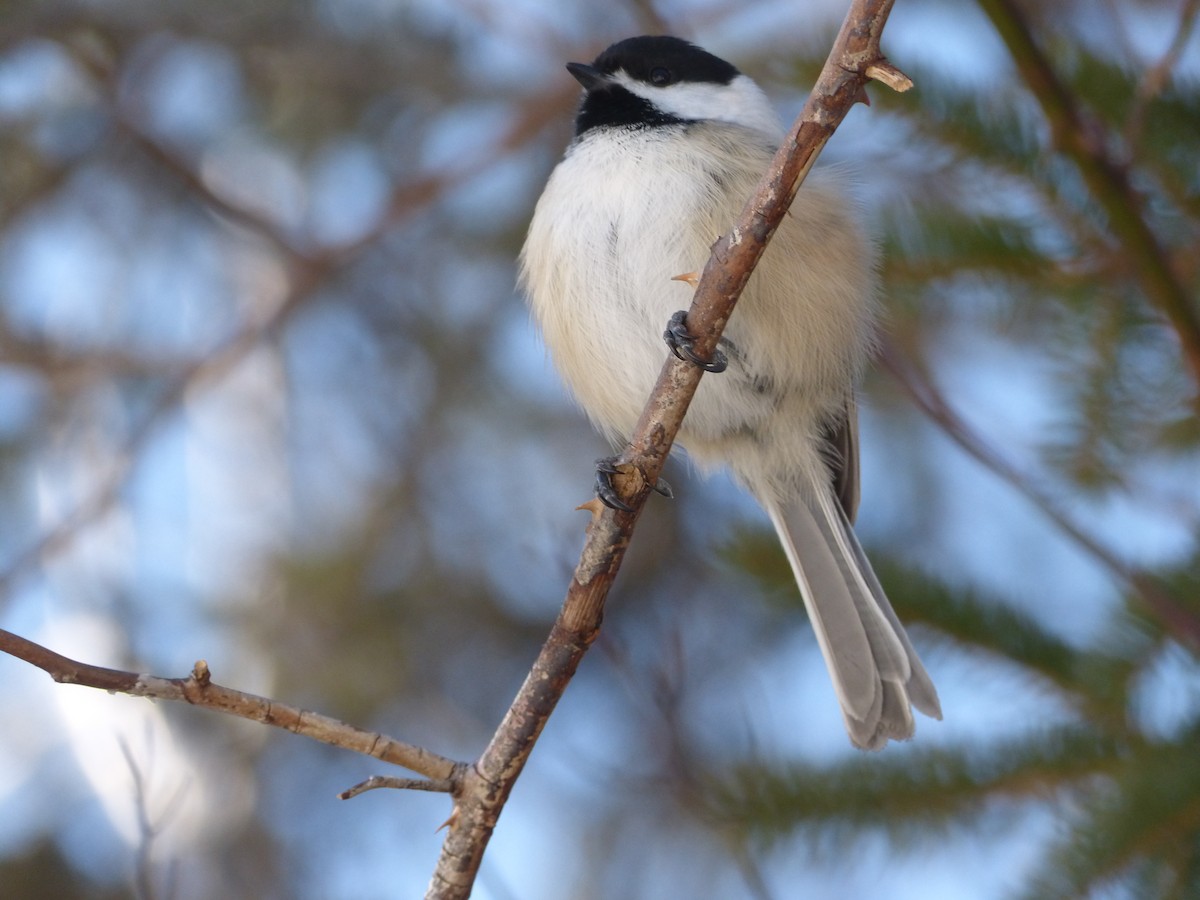 Black-capped Chickadee - Katelyn Dorcas