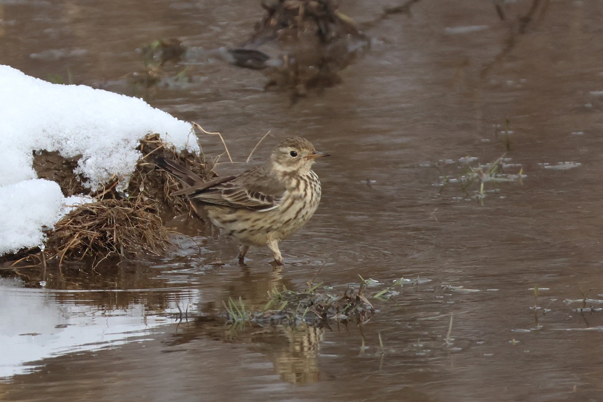 Pipit d'Amérique - ML614953539