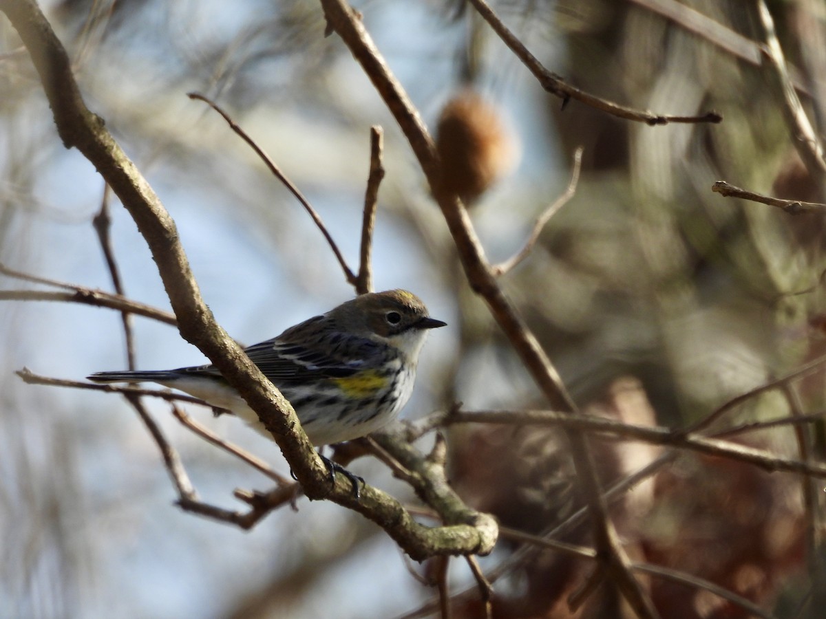 lesňáček žlutoskvrnný (ssp. coronata) - ML614953541