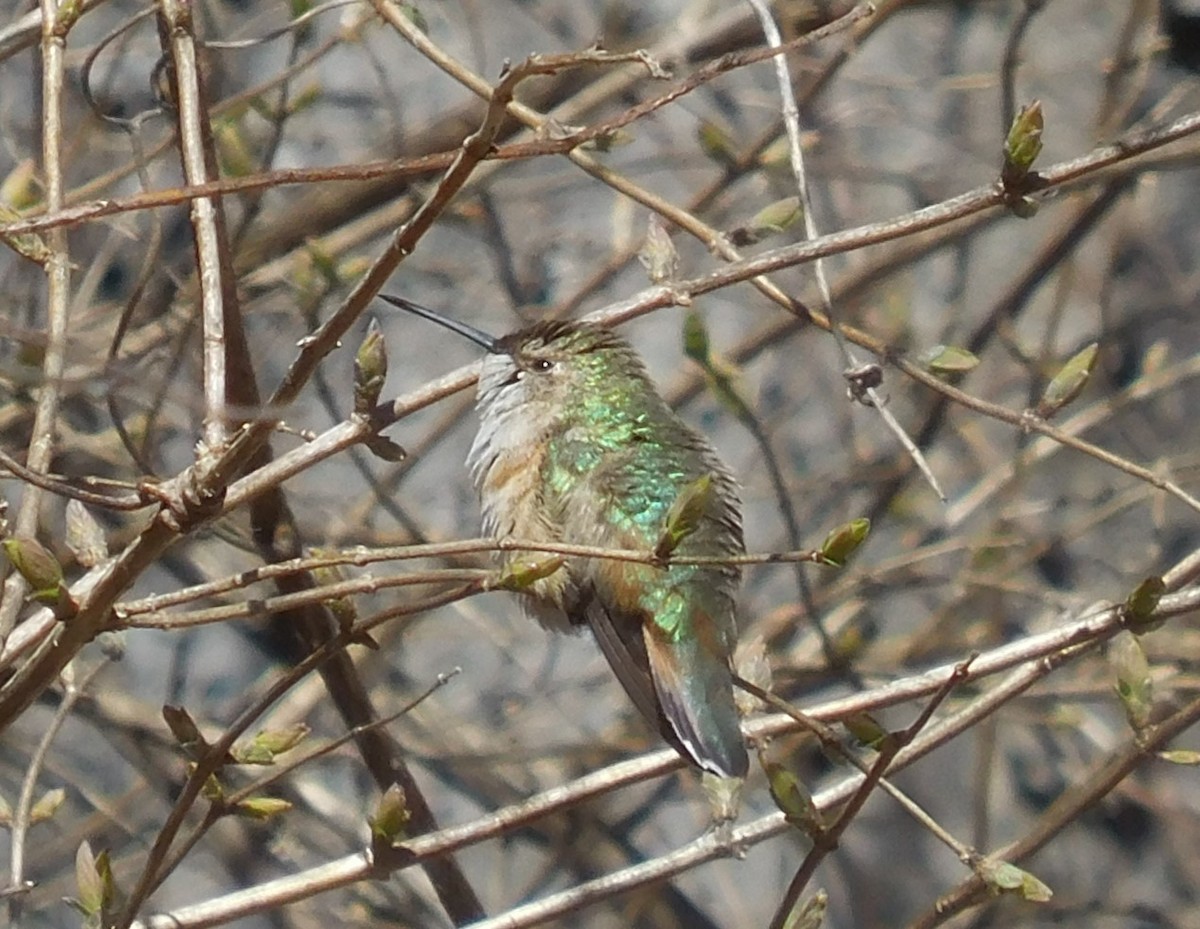 Rufous Hummingbird - Brittanie McCormack