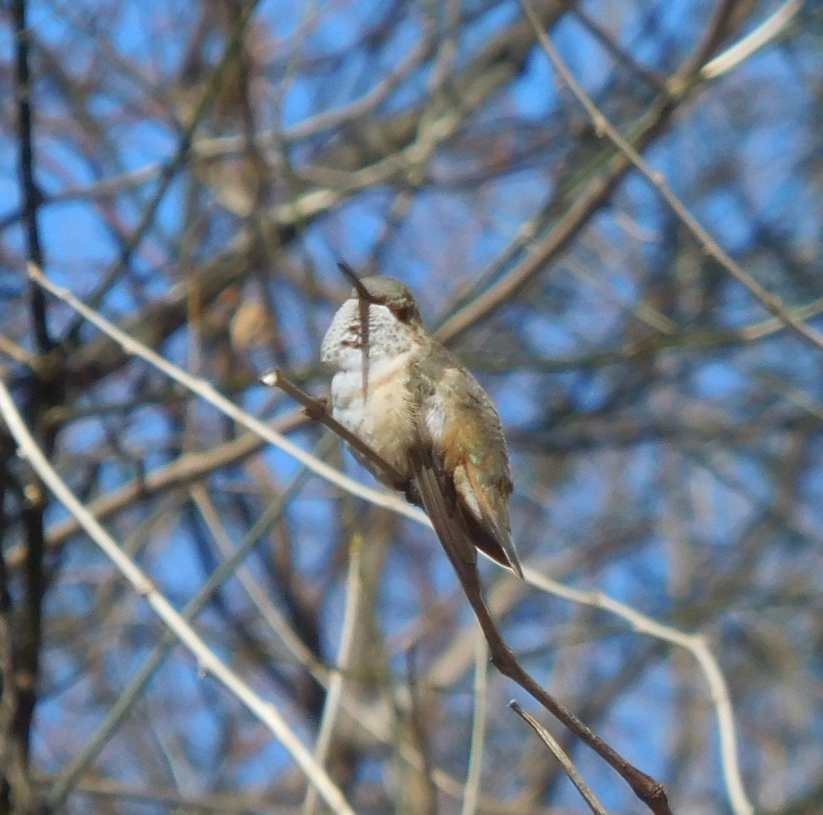 Rufous Hummingbird - Brittanie McCormack